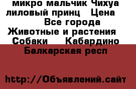 микро мальчик Чихуа лиловый принц › Цена ­ 90 - Все города Животные и растения » Собаки   . Кабардино-Балкарская респ.